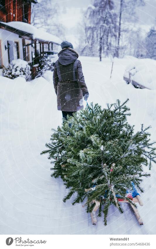 Rückenansicht einer Frau, die nach Weihnachten einen Tannenbaum auf einem Schlitten zum Kompost transportiert, Jochberg, Österreich Leute Menschen People Person