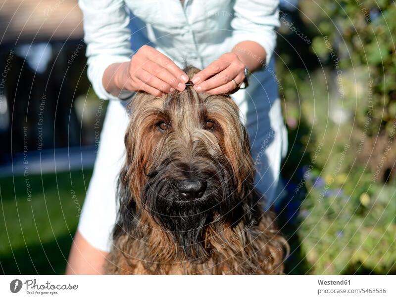 Frauenhände, die eine Haarklammer auf dem Kopf eines Hundes befestigen Hand Hände weiblich Tierkopf Haarspange Befestigung Befestigungen Haustier Haustiere