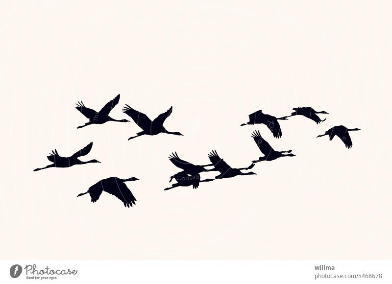 Kraniche im Flug, Silhouetten fliegen Zugvögel Vogelschwarm neutraler hintergrund Farbfoto Vogelflug Vögel Abflug Abreise