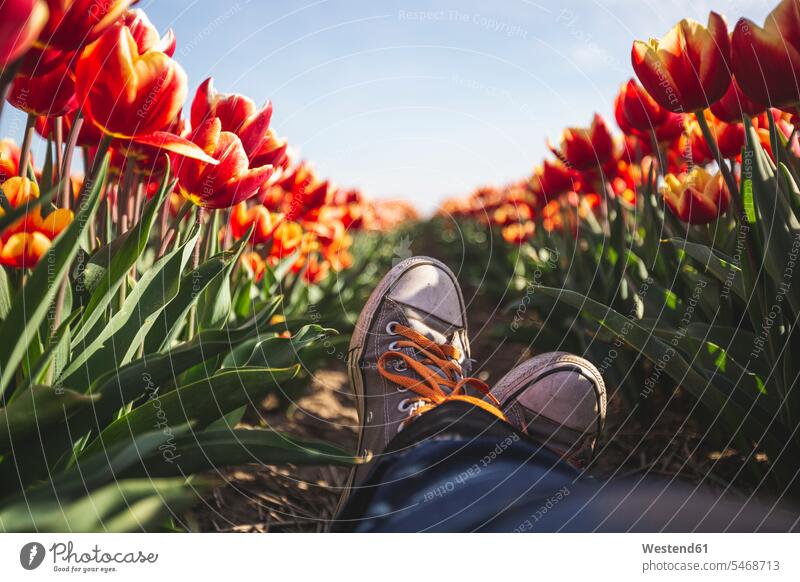 Deutschland, Füße einer Frau in einem Tulpenfeld verschiedenfarbig Natur dazwischen blühende Pflanzen Ausschnitt Teil Teilansicht Teilabschnitt Anschnitt