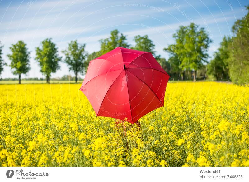 Frau mit rotem Regenschirm steht inmitten von Ölsaatenrapsen gegen den Himmel Farbaufnahme Farbe Farbfoto Farbphoto Deutschland Freizeitbeschäftigung Muße Zeit