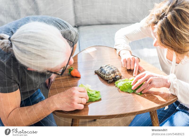 Ausgewachsenes Paar, das zu Hause eine Schildkröte füttert entspannt entspanntheit relaxt Schildkroete Schildkröten Schildkroeten füttern Pärchen Paare