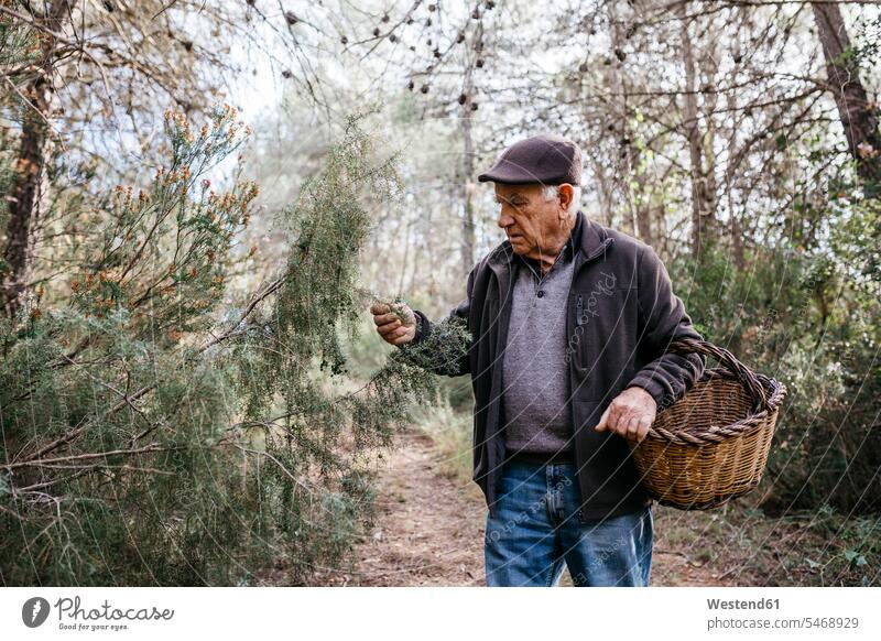 Älterer Mann mit Korb im Wald, der einen Baum untersucht Senior ältere Männer älterer Mann Senioren untersuchen prüfen Bäume Baeume männlich Forst Wälder Koerbe