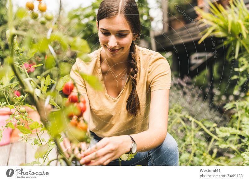 Junge Frau pflückt Kirschtomaten, während sie im Gemüsegarten hockt Farbaufnahme Farbe Farbfoto Farbphoto Deutschland Freizeitbeschäftigung Muße Zeit Zeit haben