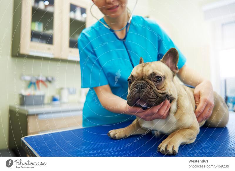 Tierärztin bei der Untersuchung eines Hundes in der Tierarztpraxis Tierarztpraxen Tierärztinnen Veterinaerin Veterinärinnen Tieraerztinnen Veterinaerinnen