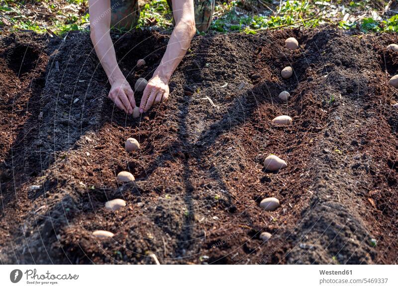 Mann pflanzt Kartoffel einpflanzen anpflanzen Erde Pflanzenerde Männer männlich Beet Beete Kartoffeln gärtnern Gartenarbeit Gartenbau Erwachsener erwachsen