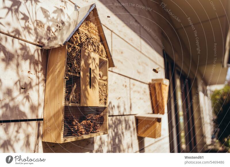 Insektenhotel wird von Bienen besucht Tiere Tierwelt Insecta Kerbtier Kerbtiere Apiformes fliegend Loecher Löcher Umwelt- und Naturschutz Umweltthemen Ökologie