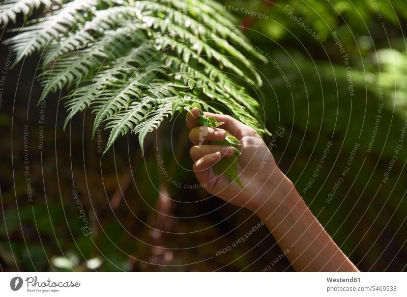 Spanien, Kanarische Inseln, La Palma, Nahaufnahme einer Hand, die ein grünes Waldfarnblatt berührt Farnblatt Farnblätter Farne berühren Berührung anfassen Hände