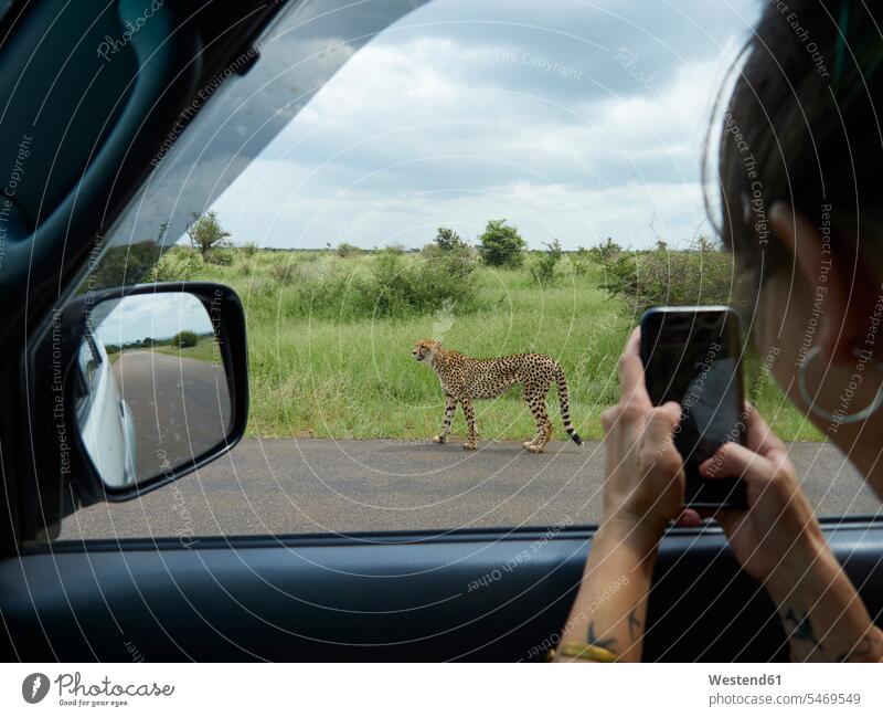 Südafrika, Mpumalanga, Krüger-Nationalpark, Frau nimmt Handy-Foto von Gepard aus einem Auto Nationalparks Autoreise Fahrzeuginnenraum Smartphone iPhone