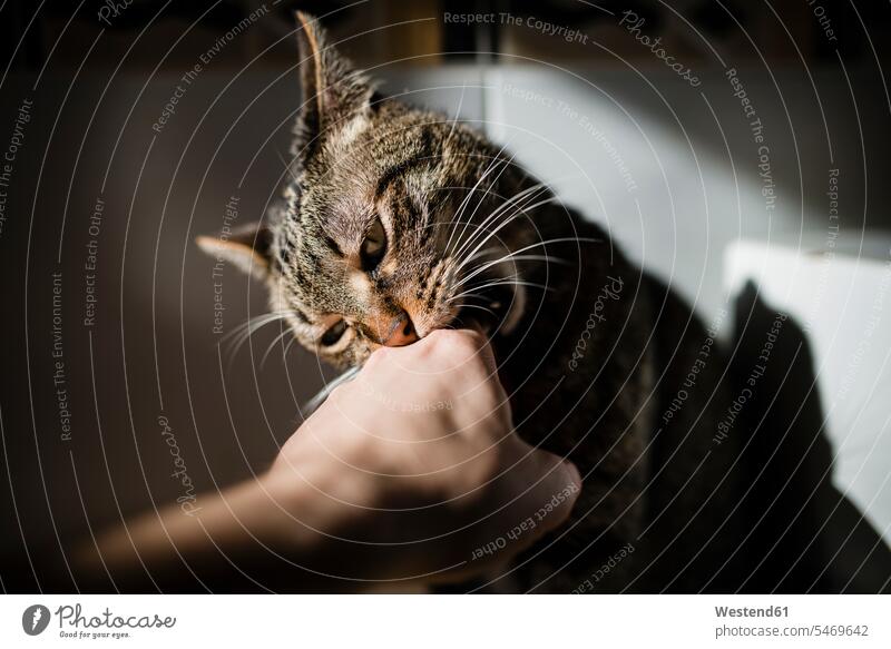Tabby-Katze beißt Hand des Besitzers getigert Katzen beißen beissen Hände Mensch Menschen Leute People Personen Haustier Haustiere Tier Tierwelt Tiere
