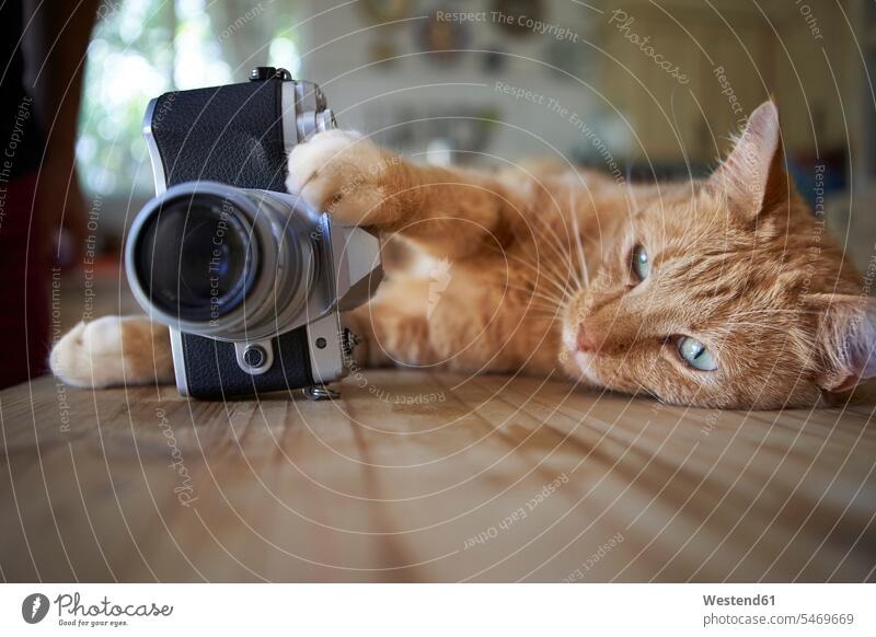 Ingwer-Katze auf dem Küchentisch liegend, Kamera haltend Tiere Tierwelt Haustiere Katzen Tische Holztische Fotokamera Kameras liegt daheim zu Hause witzig