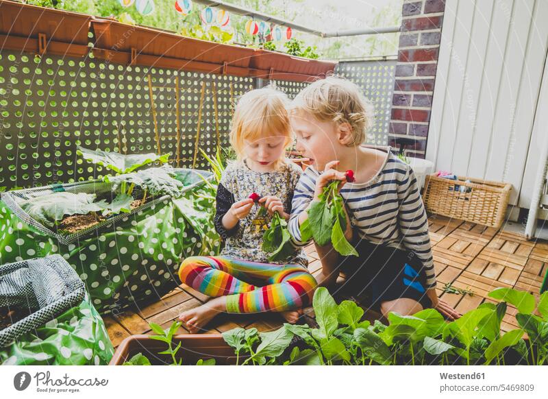 Blonde Geschwister ernten selbstgezüchteten Rettich auf dem Balkon Farbaufnahme Farbe Farbfoto Farbphoto Deutschland Außenaufnahme außen draußen im Freien Tag