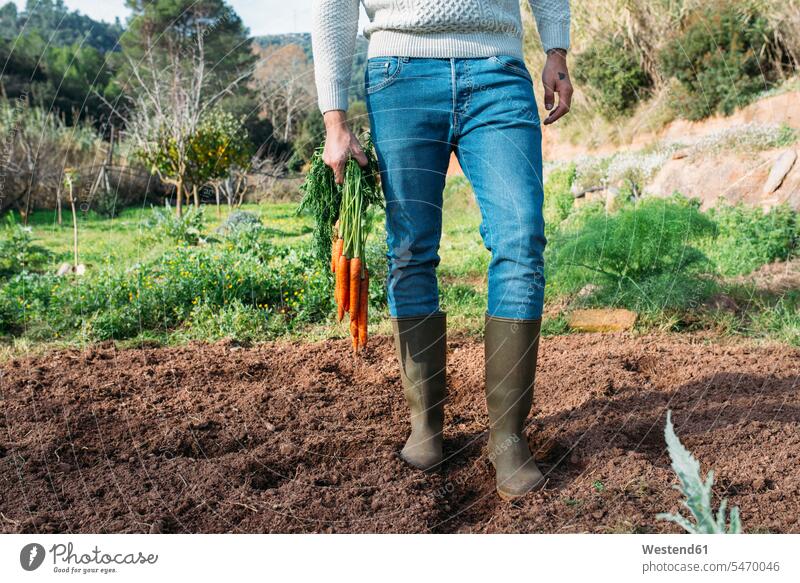 Landwirt hält ein Bündel Karotten auf dem Feld Mohrrüben Möhre Möhren Bauernhof Farmen Bauernhöfe Ernte ernten Landwirte Felder Garten Gärten Gaerten