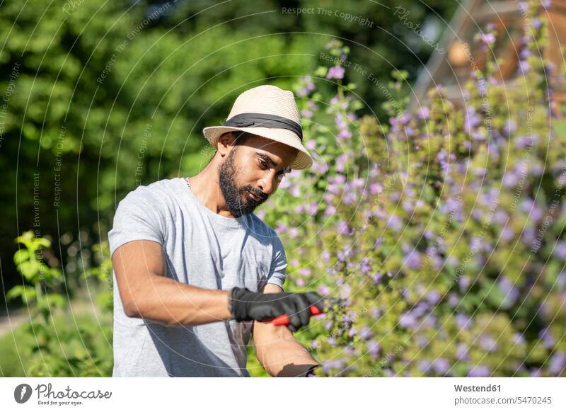 Porträt eines bärtigen jungen Mannes beim Stutzen des Strauches Job Berufe Berufstätigkeit Beschäftigung Jobs T-Shirts Arbeit sommerlich Sommerzeit Gartenarbeit