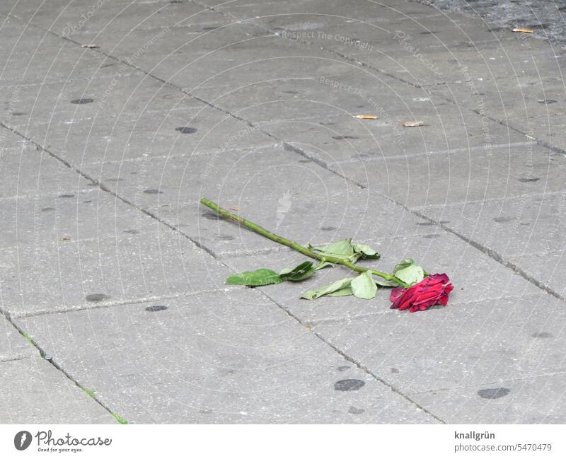 Liebeskummer rote Rose weggeworfen verwelkt vergessen Blume Blüte Farbfoto Nahaufnahme Gefühle Romantik achtlos Boden Gehweg Gehwegplatten grau Kaugummi