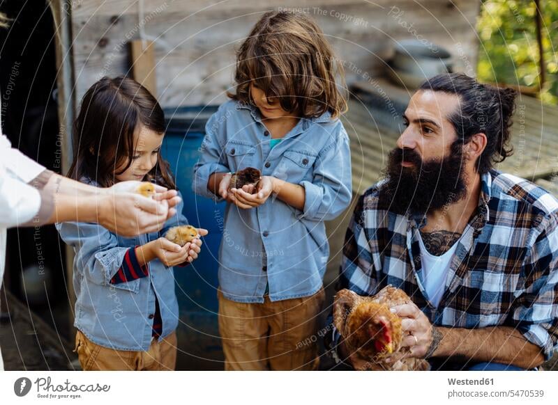 Vater mit zwei Kindern, die auf einem Biohof Hühner und Küken halten Leute Menschen People Person Personen Europäisch Kaukasier kaukasisch Gruppe von Menschen