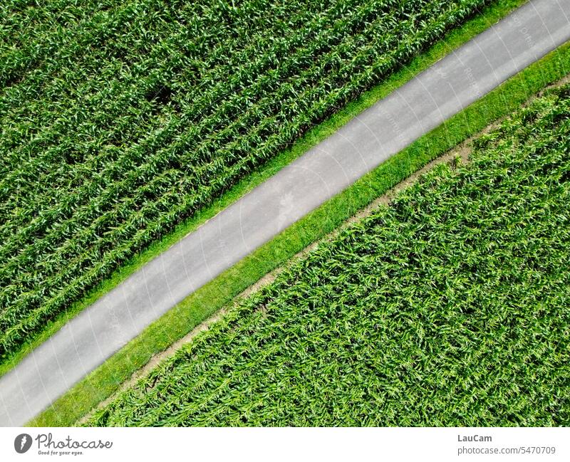 Diagonal durchs Maisfeld Weg von oben diagonal Diagonale Vogelperspektive Landwirtschaft Landschaft Luftaufnahme grün Feld Straße durchqueren Durchquerung