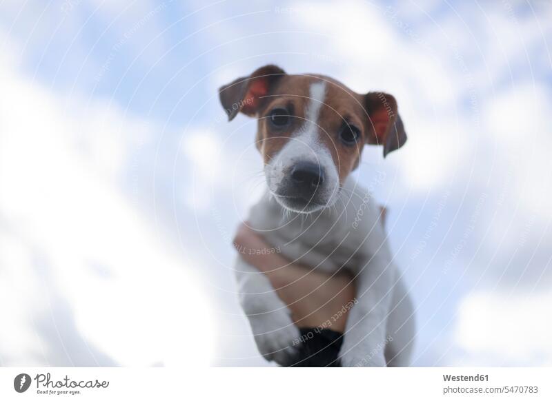 Porträt eines Jack-Russel-Terrier-Welpen gegen den Himmel Hund Hunde Hand Hände eine Person single 1 ein Mensch einzelne Person Ein nur eine Person Kopf