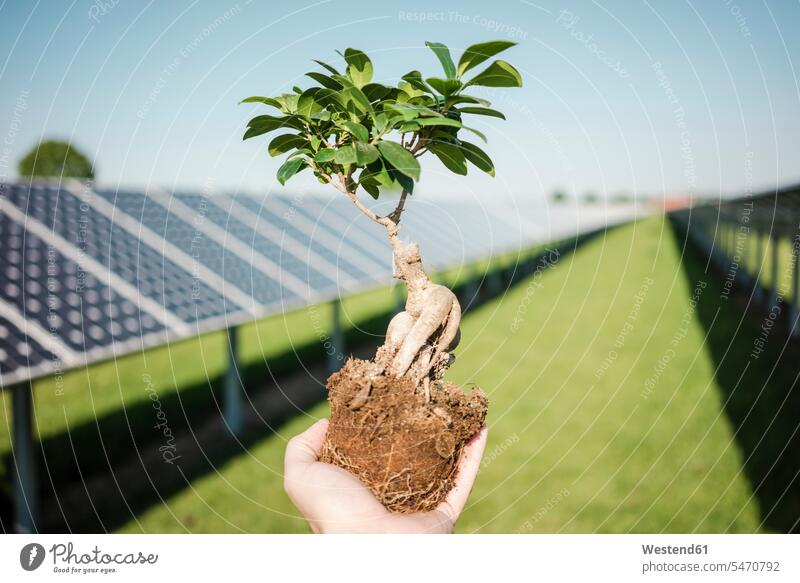 Männliche Hand hält Liguster, Solaranlage Ligustern Ligustrum Sonnenkraftwerke Sonnenwärmekraftwerke Solarkraftwerke Solaranlagen Bäumchen halten Pflanzenschutz