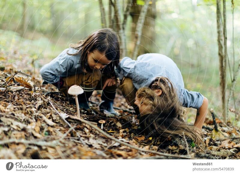 Zwei Kinder untersuchen Pilze im Wald Leute Menschen People Person Personen Europäisch Kaukasier kaukasisch 2 2 Menschen 2 Personen zwei Zwei Menschen Kids Bub
