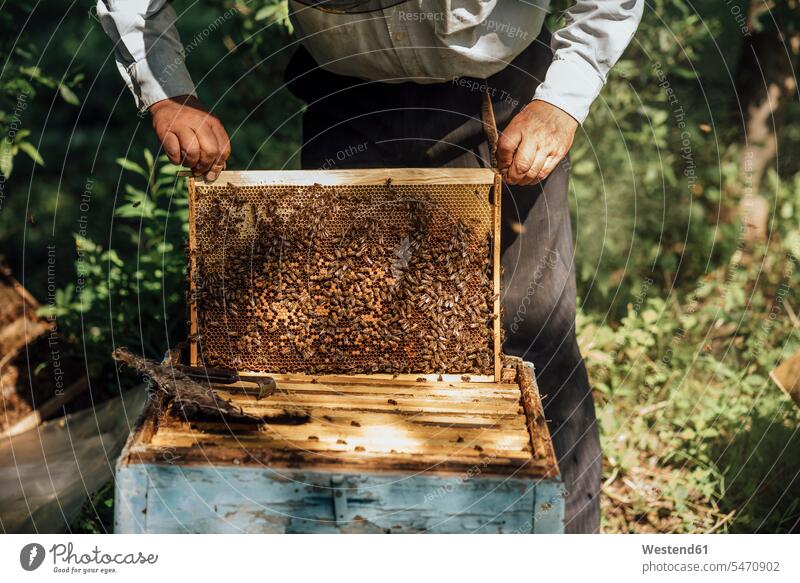 Russland, Imker kontrolliert Rahmen mit Honigbienen Bienenzüchter Bienenzuechter arbeiten Arbeit Mann Männer männlich Bienenwabe Bienenwaben Honigwabe