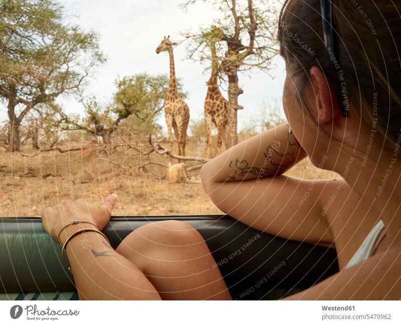 Frau beobachtet Giraffenpaar durch Autofenster, Kruger National Park, Mpumalanga, Südafrika Nationalpark Nationalparks Safaritiere Safari-Tiere
