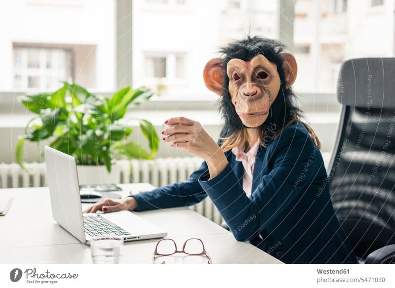 Geschäftsfrau mit Schimpansenmaske arbeitet im Büro, mit Laptop Laptop benutzen Laptop benützen Affenmaske arbeiten Arbeit Notebook Laptops Notebooks Office