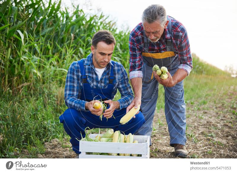 Zwei erfahrene Landwirte kontrollieren ihre Maisernte Feld Felder Kontrolle prüfen Untersuchung pruefen Erfahrung Erfahrungen Maisfeld Maisfelder Maiskolben