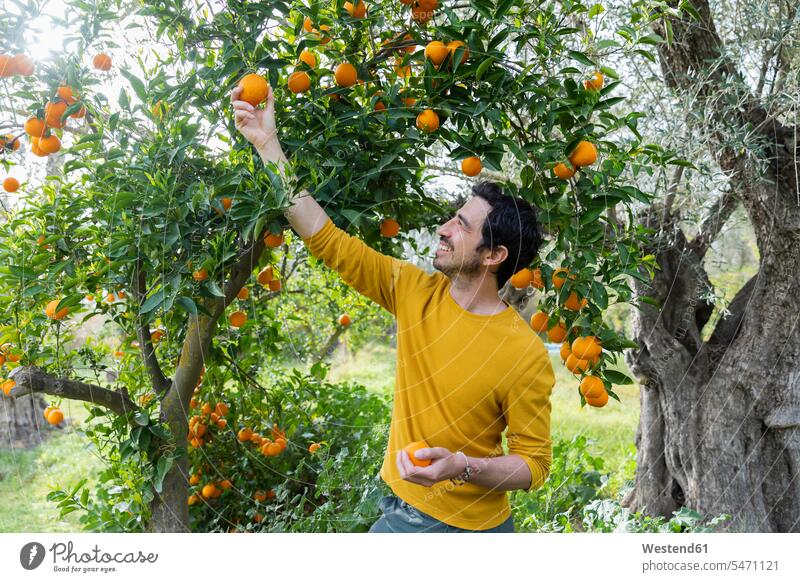 Lächelnder Mann pflückt Orangen, während er im Biobetrieb steht Farbaufnahme Farbe Farbfoto Farbphoto Spanien Freizeitbeschäftigung Muße Zeit Zeit haben