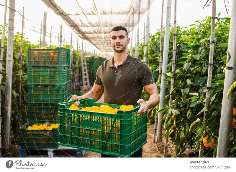 Hübscher junger Landarbeiter trägt gelbe Paprika in grüner Plastikkiste auf dem Bauernhof Farbaufnahme Farbe Farbfoto Farbphoto Spanien Außenaufnahme außen