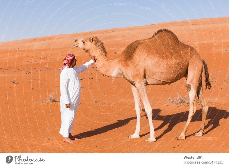 Beduine streichelt sein Kamel in der Wüste, Wahiba Sands, Oman Kopftuch Kopftücher Schönheit der Natur Schoenheit der Natur Unabhängigkeit selbständig