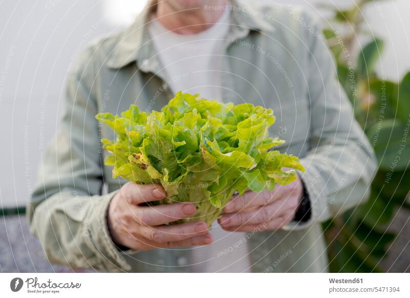 Nahaufnahme eines hochrangigen Mannes mit Salat ernten Farben Farbtoene Farbton Farbtöne stolz stolz sein entwickeln Entwicklungen Wachstum Essen