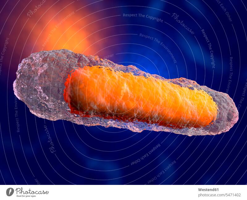 3D gerenderte Illustration eines generischen Bakteriums Organell Organellen Zellkern Zellkerne Nucleus Nukleus Textfreiraum blauer Hintergrund Makro
