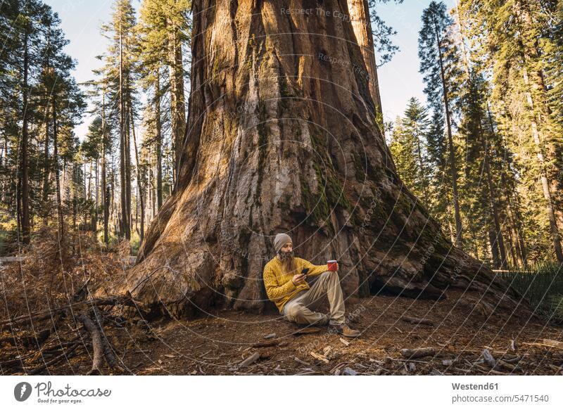 USA, Kalifornien, Yosemite National Park, Mariposa, Mann sitzt am Mammutbaum mit Handy und Becher Männer männlich Baum Bäume Baeume sitzen sitzend Mobiltelefon