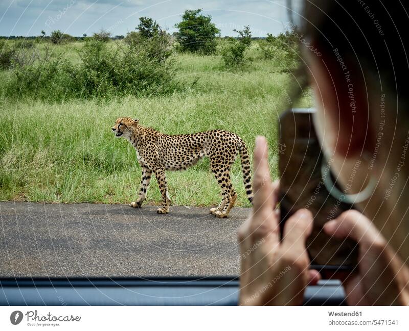 Südafrika, Mpumalanga, Krüger-Nationalpark, Frau nimmt Handy-Foto von Gepard aus einem Auto Nationalparks Touristin Autoreise Fahrzeuginnenraum Smartphone