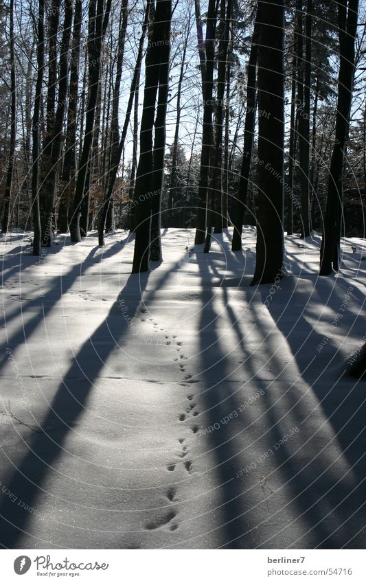 Winterspaziergang Wald Baum Fichte Gegenlicht Ast Schatten lange schatten Sonne Schnee himmel. blau
