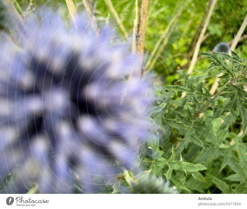 Blaue Kugeldistel Distel blau violett Blüte unscharf Blume Blätter Hintergrund Pflanze Wildpflanze Natur Garten Sommer stachelig