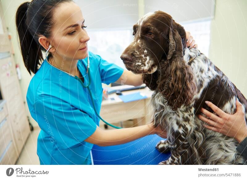 Tierärztin untersucht Hund mit Stethoskop in der Tierarztpraxis untersuchen prüfen Tierärztinnen Veterinaerin Veterinärinnen Tieraerztinnen Veterinaerinnen