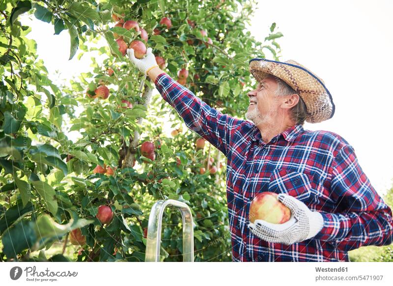 Obstbauern ernten Äpfel im Obstgarten Job Berufe Berufstätigkeit Beschäftigung Jobs Handschuhe Hemden Hüte zufrieden Essen Essen und Trinken Food Lebensmittel