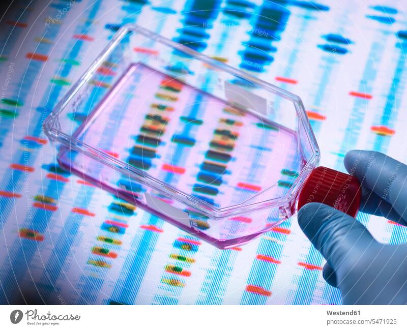 Gentechnik, Wissenschaftler betrachtet Zellen in einem Kulturtopf mit einem DNA-Profil auf einem Bildschirm im Hintergrund zur Veranschaulichung der Genbearbeitung