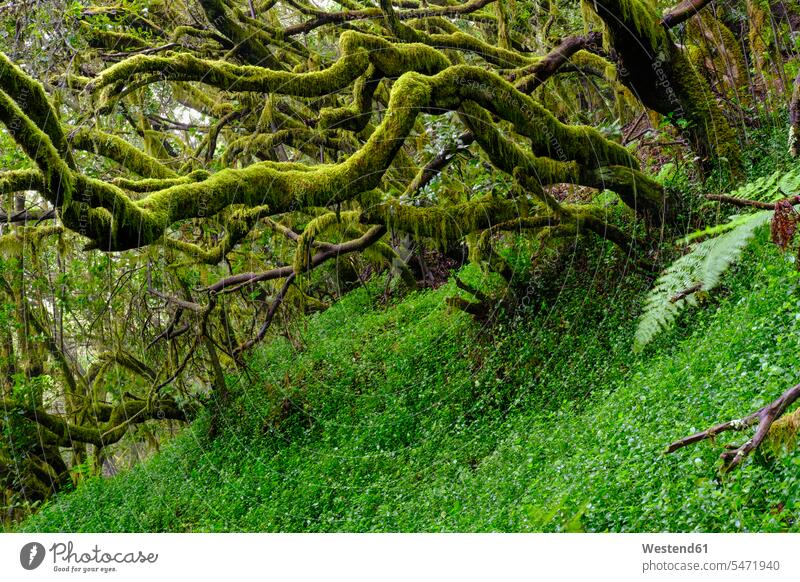 Spanien, Kanarische Inseln, La Gomera, Moosbedeckte Bäume im Garajonay-Nationalpark Außenaufnahme außen draußen im Freien Tag Tageslichtaufnahme