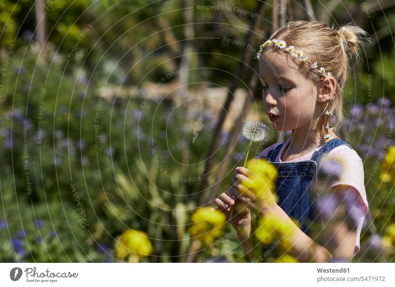 Mädchen im Kleingarten, das einen Gänseblümchenkranz trägt und eine Pusteblume bläst Muße harmonisch Lifestyles Flora Pflanzen Pflanzenwelt Blumen Blüte