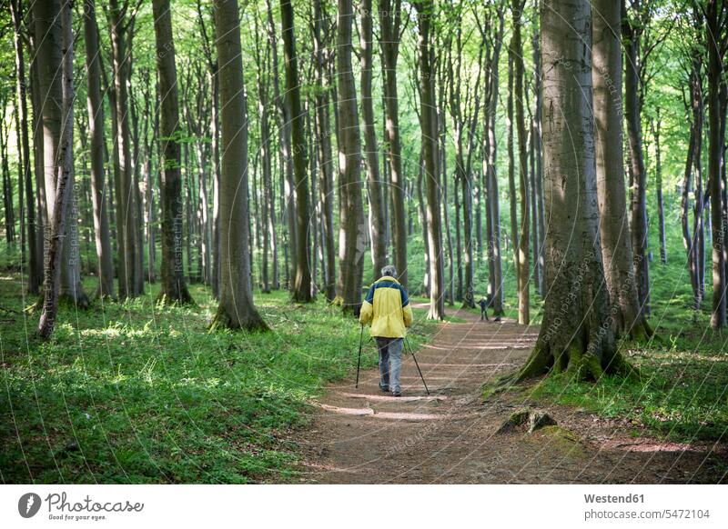 Deutschland, Mecklenburg-Vorpommern, Rügen, Nationalpark Jasmund, Wanderer im Buchenwald auf Wanderweg Wald Forst Wälder Nordic Walker Freizeit Muße Waldweg