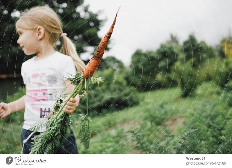Kleines Mädchen hält Karotte im Garten Leute Menschen People Person Personen Europäisch Kaukasier kaukasisch 1 Ein ein Mensch nur eine Person single Kids Kinder