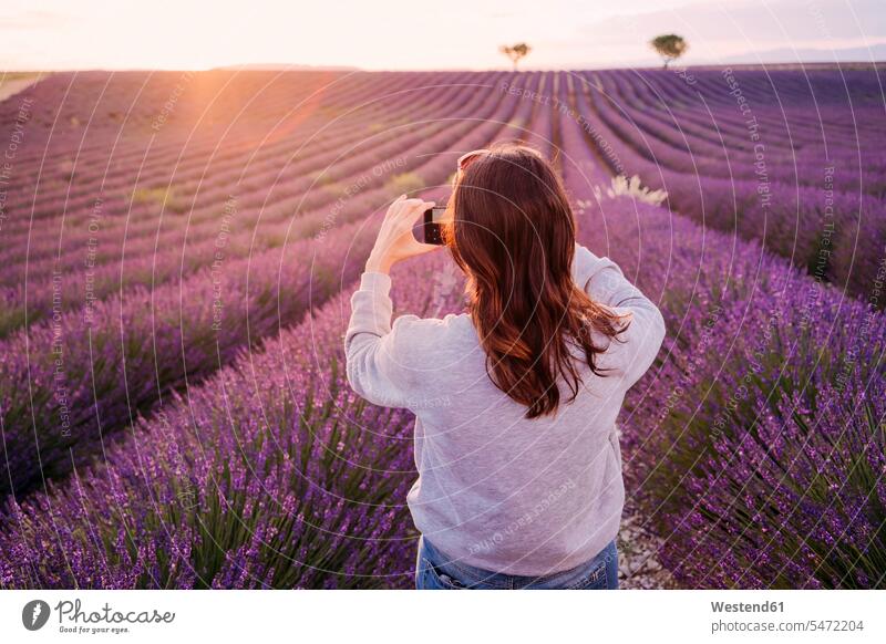 Frankreich, Valensole, Rückenansicht einer Frau, die ein Lavendelfeld bei Sonnenuntergang fotografiert Foto Fotos Lavendelfelder fotografieren Sonnenuntergänge