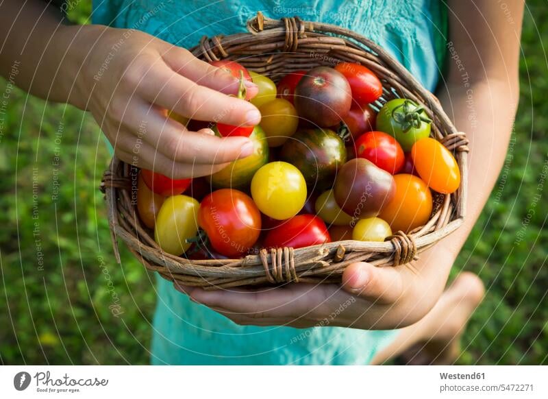 Hände eines kleinen Mädchens halten einen Korb mit Heirloom-Tomaten, Nahaufnahme Speisetomaten Hand Koerbe Körbe Garten Gärten Gaerten weiblich Gemüse Gemuese