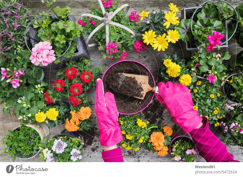 Hände einer Frau pflanzen große Vielfalt von Sommerblumen Außenaufnahme außen draußen im Freien Draufsicht von oben Aufsicht Vogelperspektive Ausschnitt