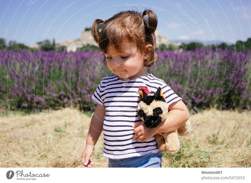 Frankreich, Grignan, Porträt eines kleinen Mädchens mit Stofftier vor einem Lavendelfeld Stofftiere weibliche Babys weibliches Baby weibliche Babies