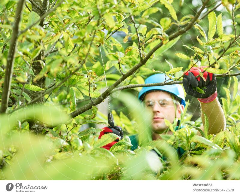 Baumfäller beim Beschneiden von Bäumen Baeume Forstwirt Forstwirte Waldarbeiter Holzarbeiter beschneiden zurückschneiden arbeiten Arbeit Beruf Berufstätigkeit