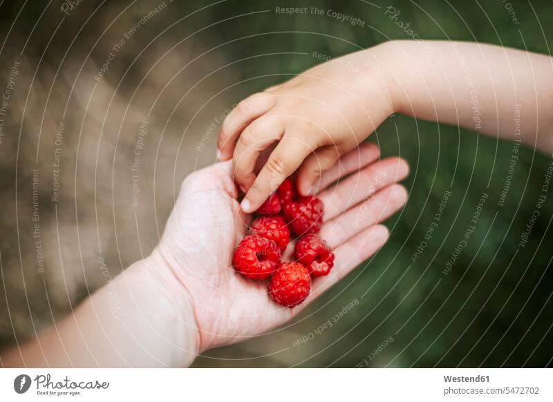Mädchenhand, die der Mutter die Himbeere aus der Hand nimmt überreichen Farben Farbtoene Farbton Farbtöne rote roter rotes Reife Muße Essen Essen und Trinken